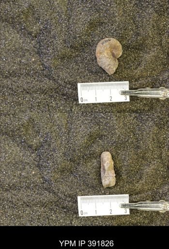 Scaphites whitfieldi