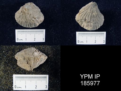 Meekella striatocostata