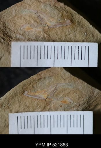undet. Arthropoda