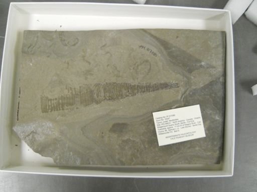 Nautiloidea