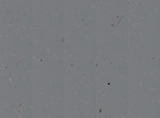 Callyspongia vaginalis