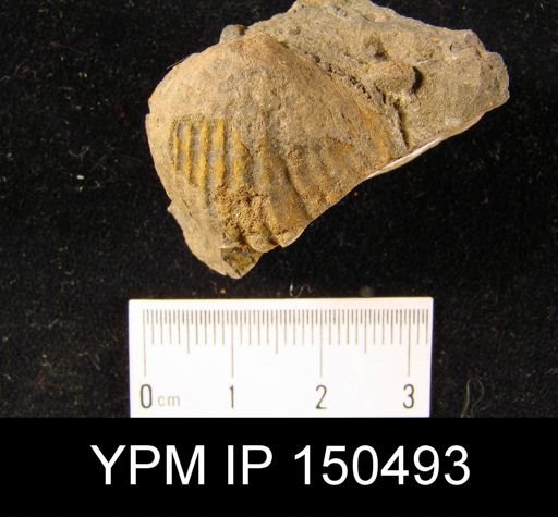 Orthorhynchula sp.