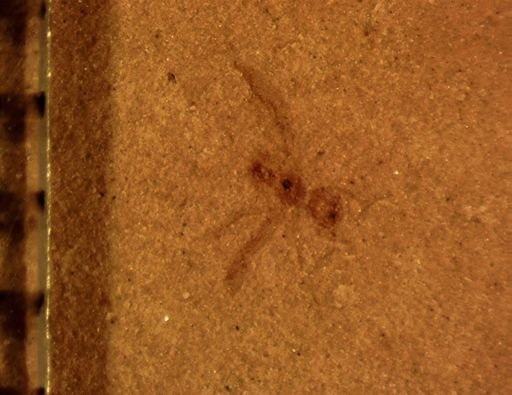undet. Hymenoptera