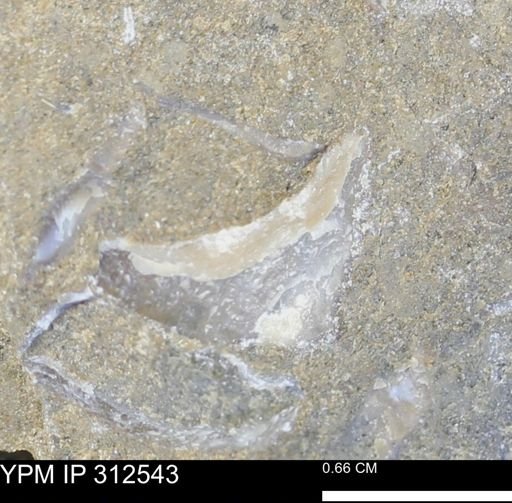 undet. Bivalvia