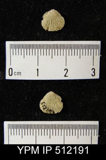 Camarotoechia sp.
