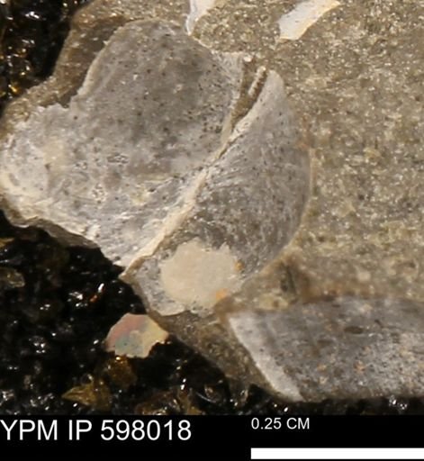Protocardia?