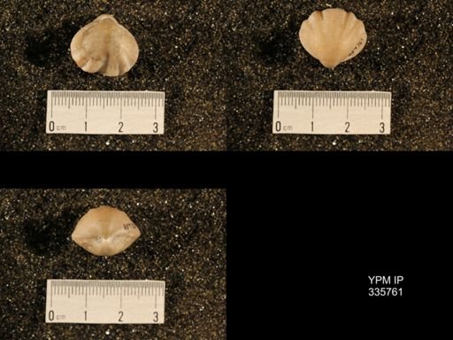 Enteletes hemiplicata