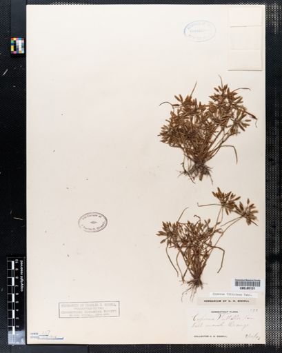 Cyperus filicinus
