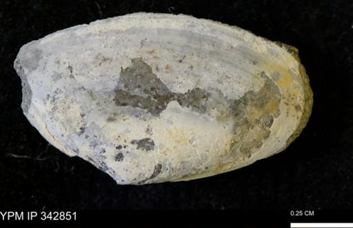 Nuculana sp.