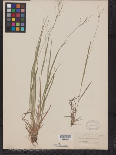 Panicum linearifolium