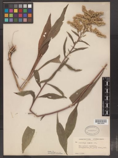 Solidago juncea