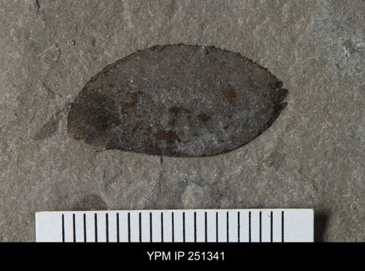 undet. Eurypterida