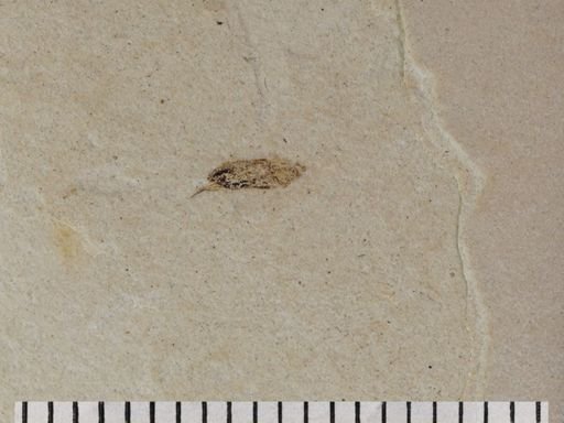 Auchenorrhyncha?