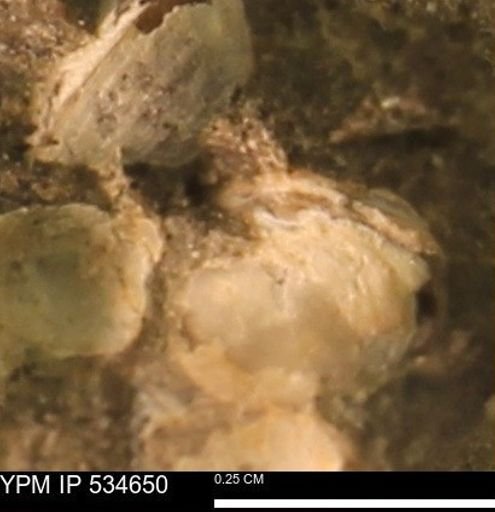 Protocardia subquadrata