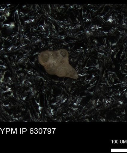undet. Heterohelicidae