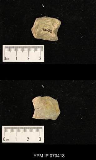 Heliolites nucella