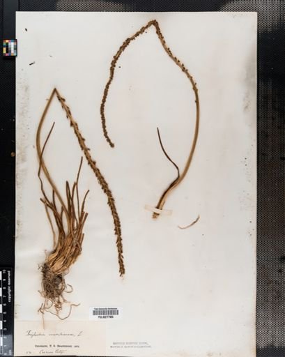 Triglochin maritima