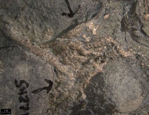 Aplocoma damesii
