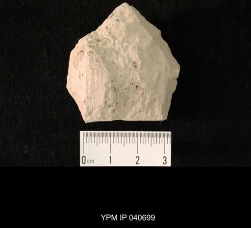 Blattaria