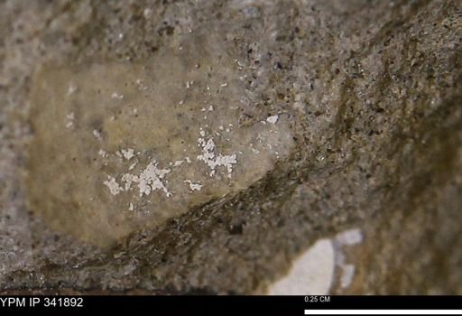 undet. Mollusca