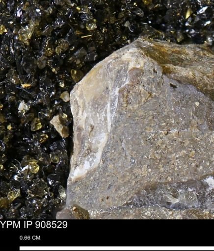 undet. Mollusca