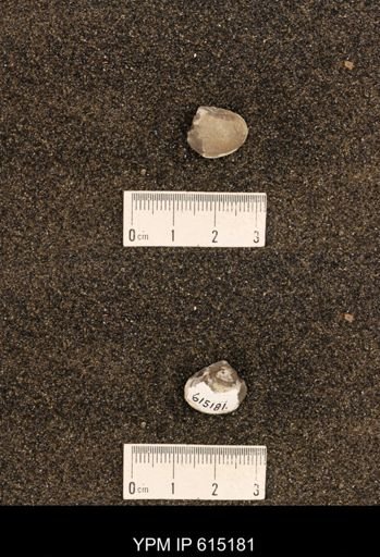 Cucullaea sp.
