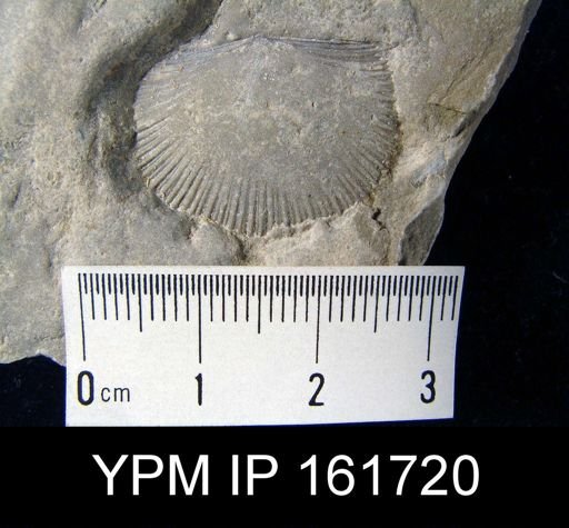 Schuchertella subplana circularis