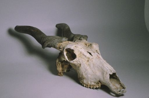 Taurotragus oryx