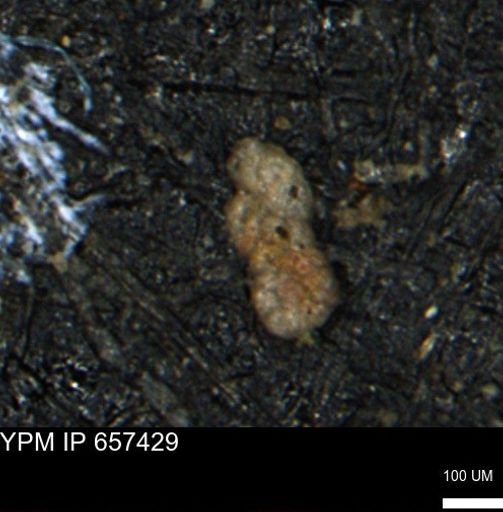Ammobaculoides phaulus