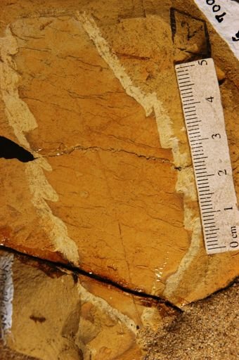 Castanea miomollissima