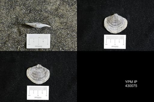 Athyris spiriferoides