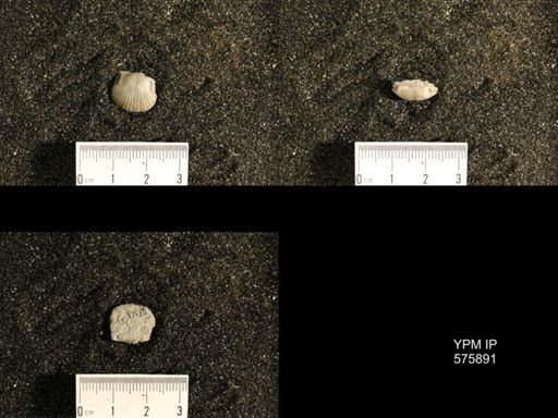 Dinorthis subquadrata