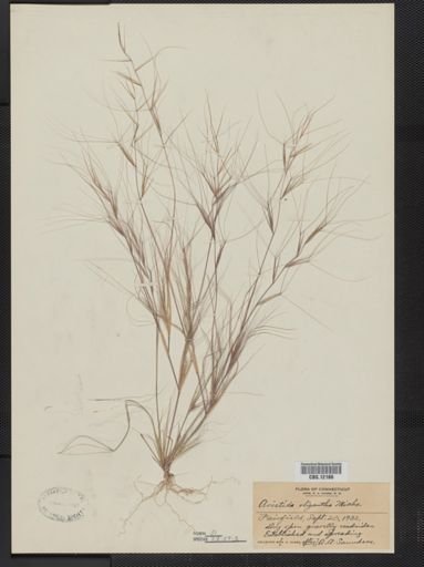 Aristida oligantha