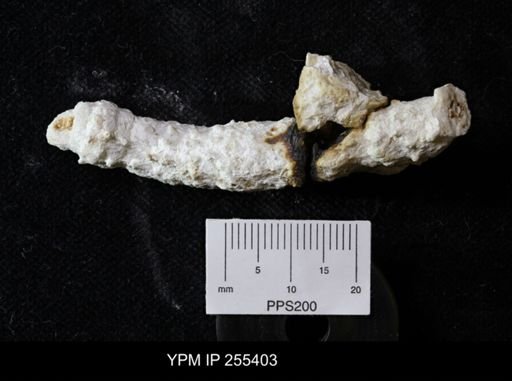 Preeudea?