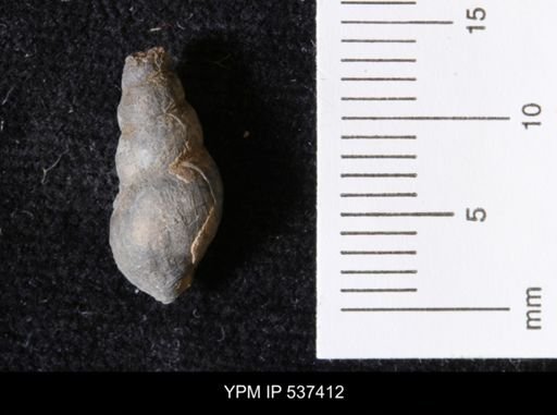 Goniobasis ortmanni