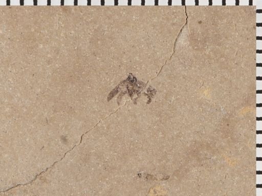 Achilidae?