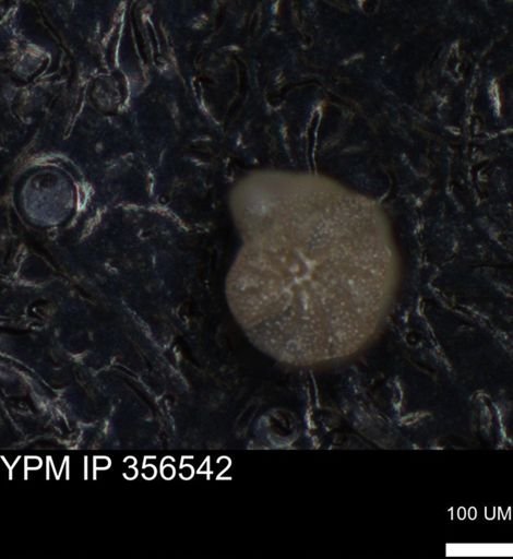 undet. Foraminiferida
