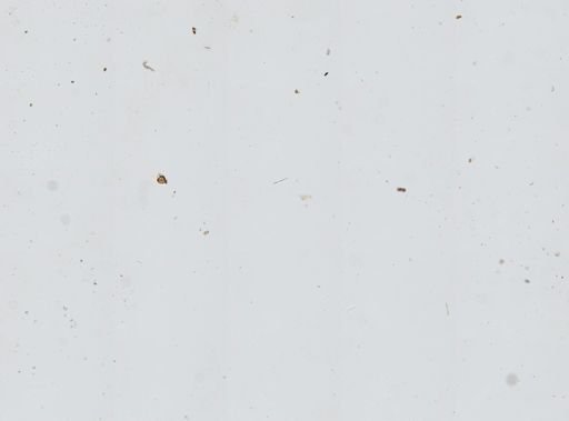 Ircinia sp.