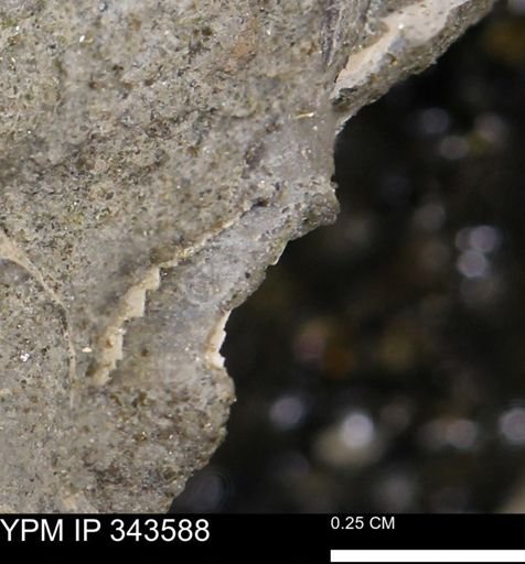 undet. Bivalvia