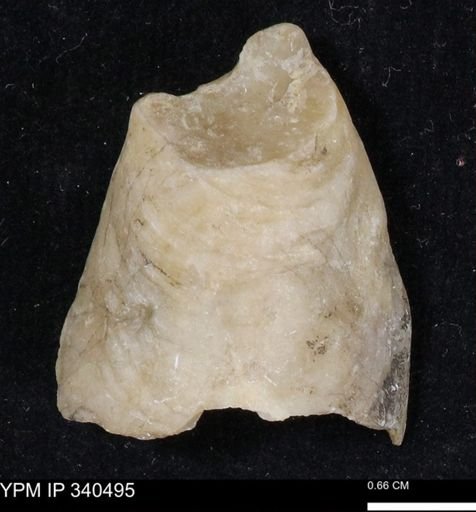 Ostrea glabra