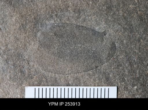 Eurypterus pittsfordensis