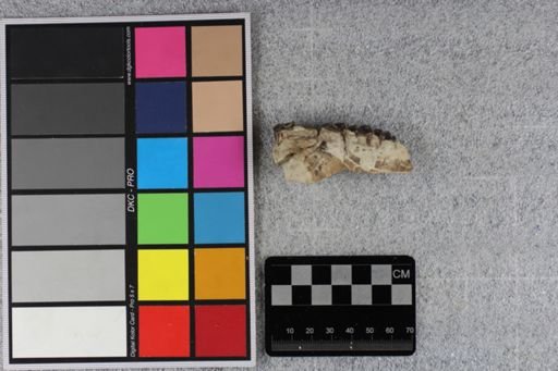 Mesohippus trigonostylus