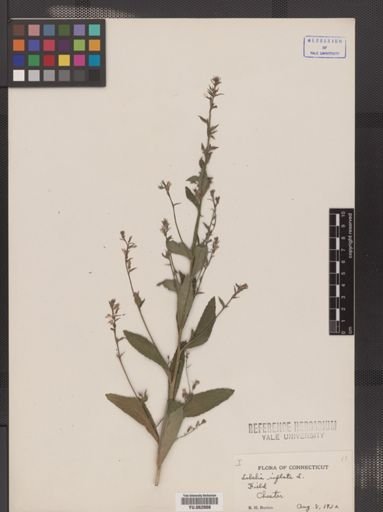 Lobelia inflata