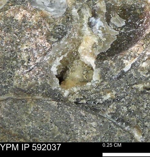undet. Mollusca