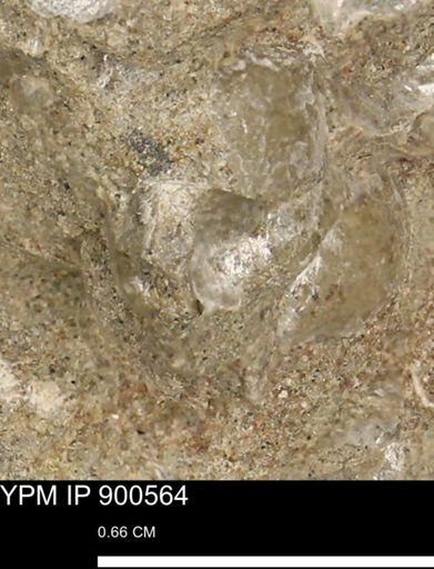 Anomia gryphorhyncha