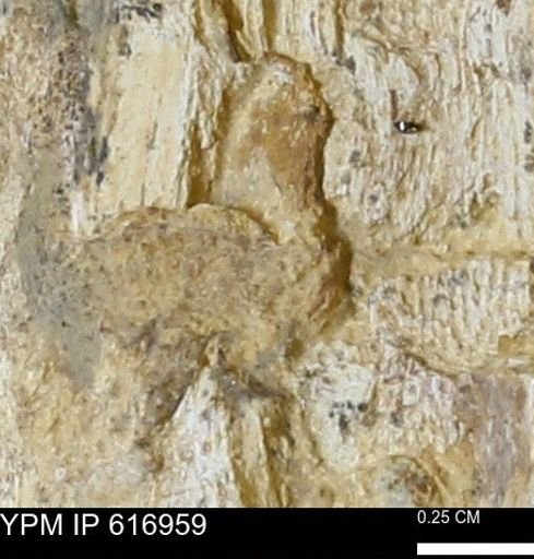 Teredo sp.