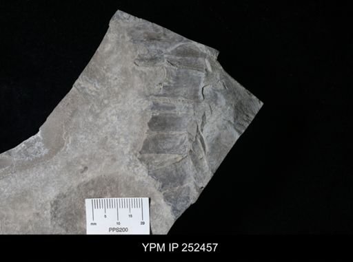 undet. Eurypterida