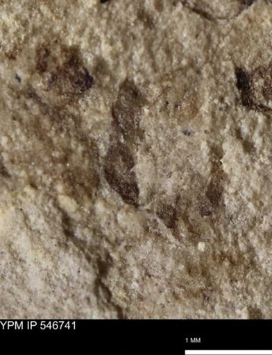 undet. Insecta