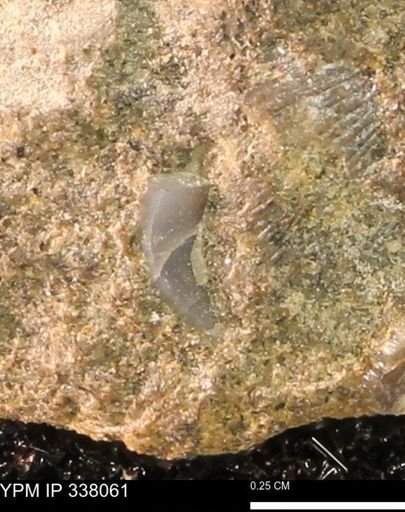 undet. Bivalvia