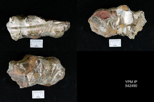 undet. Acanthoceratidae